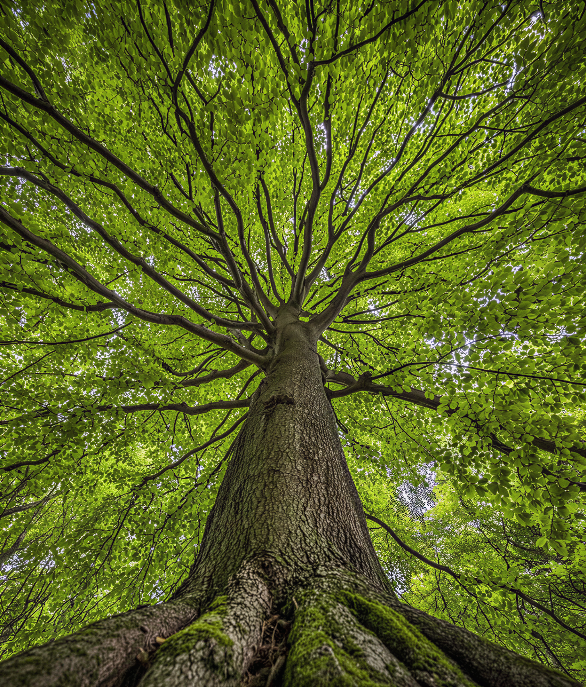 Majestic Tree Canopy