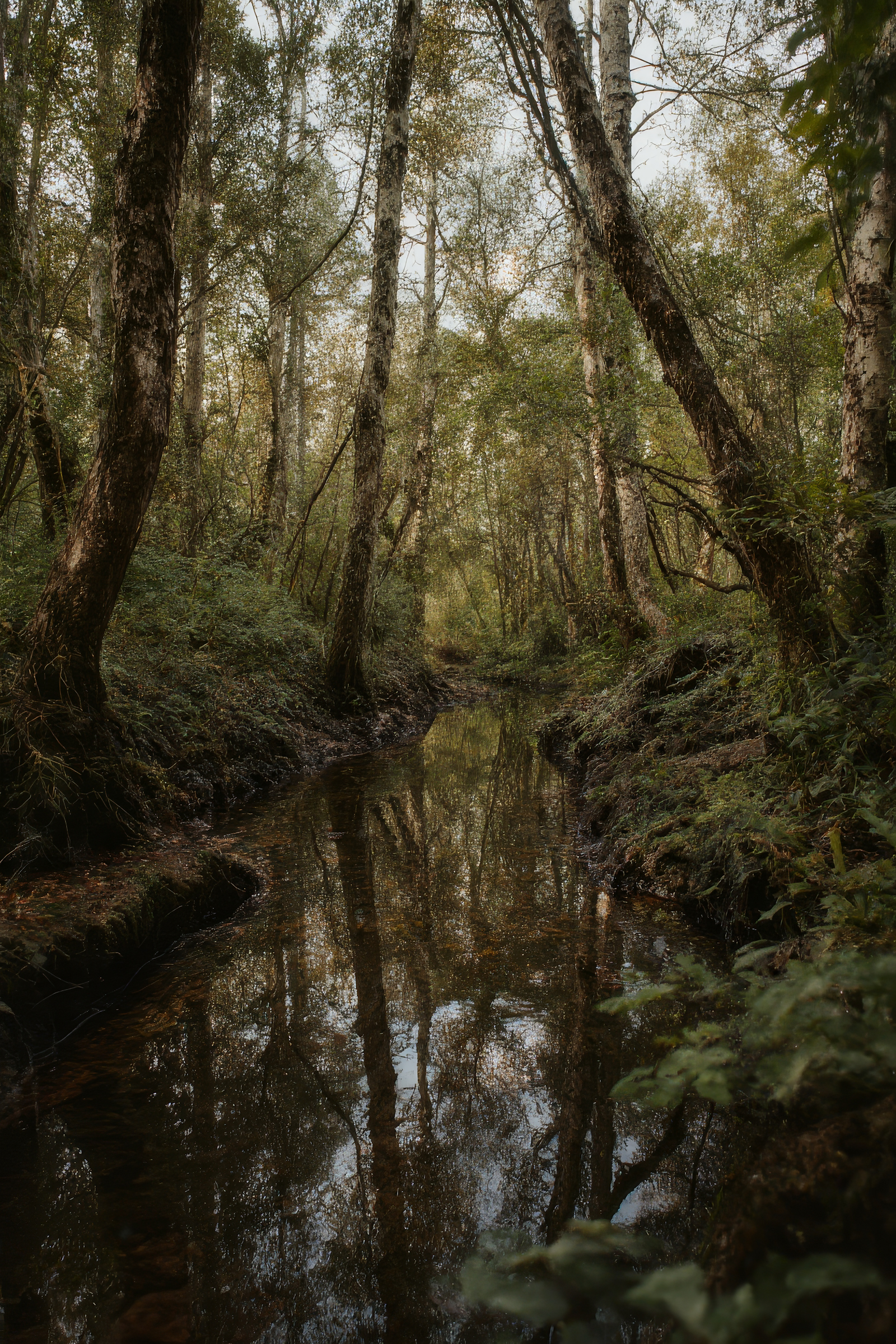 Serene Forest Stream